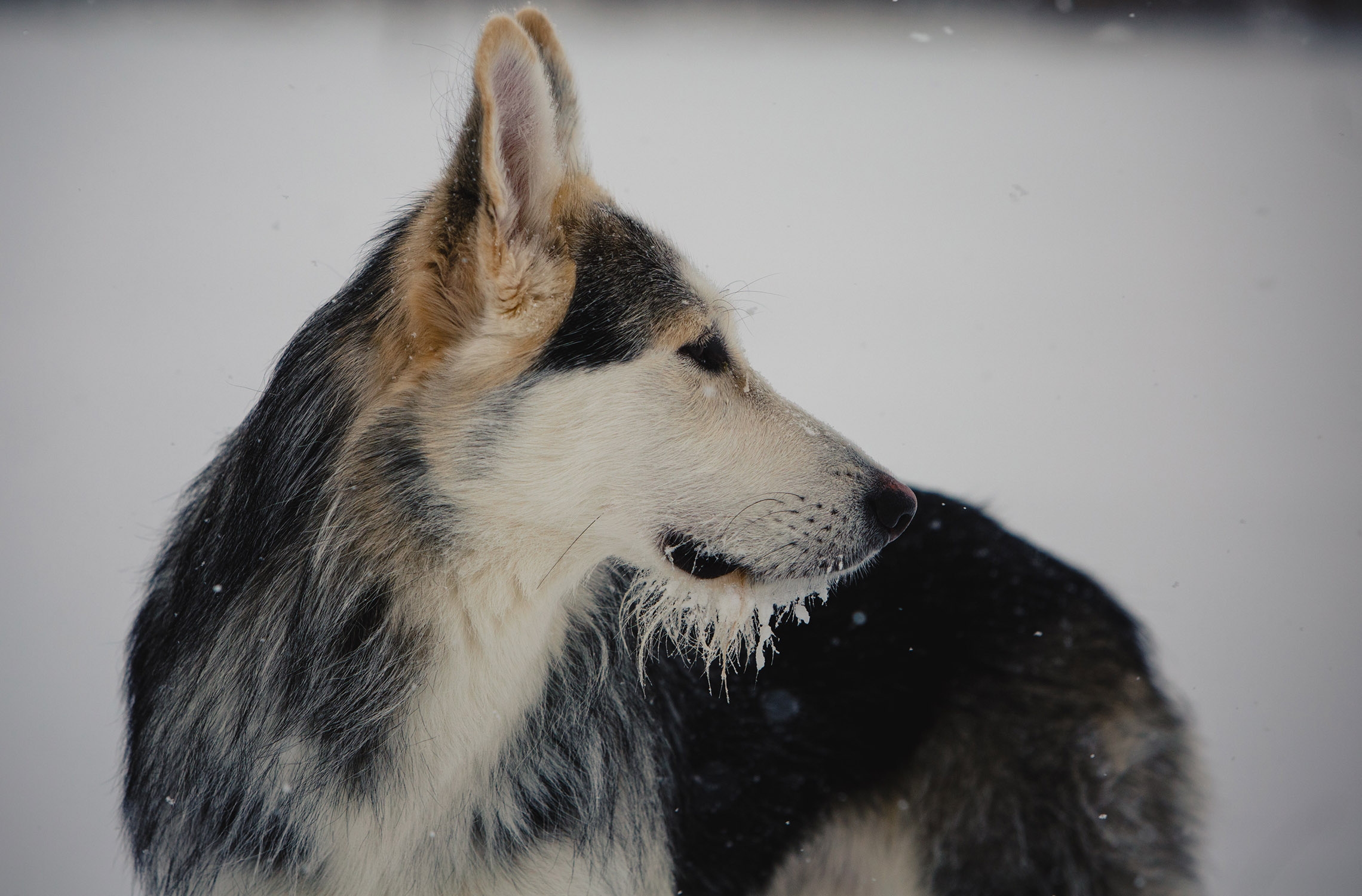 Husky, shepherd, irish wolfhound mix in the snow. 